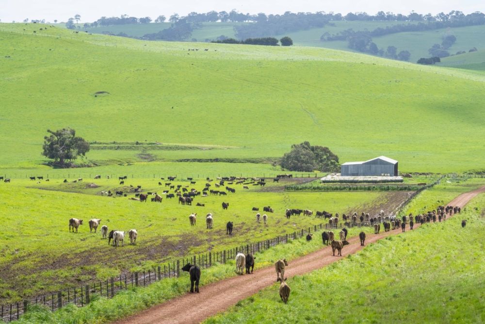 Cows shown grazing in a field from a distance