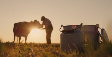 A farmer tends to a cow in a field beside milk churns